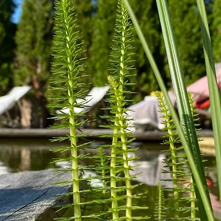 Weisst Du Noch - Gaestehaeuser &